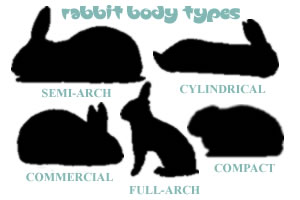 types rabbits rabbit breeds commercial evaluating body anatomy posing different pet bunny